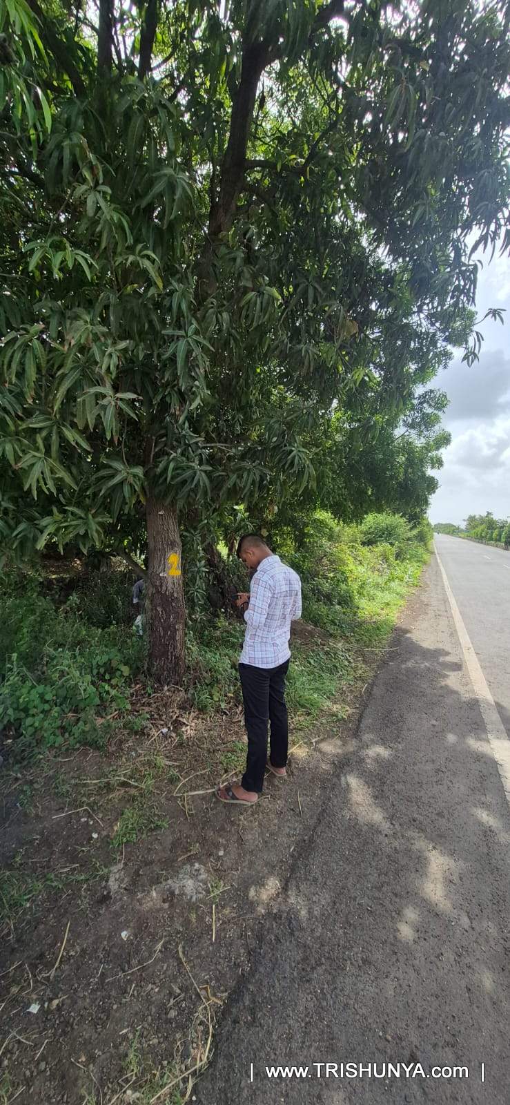Field surveyor recording tree GPS location, girth and height data on mobile app after paint marking for tree enumeration survey