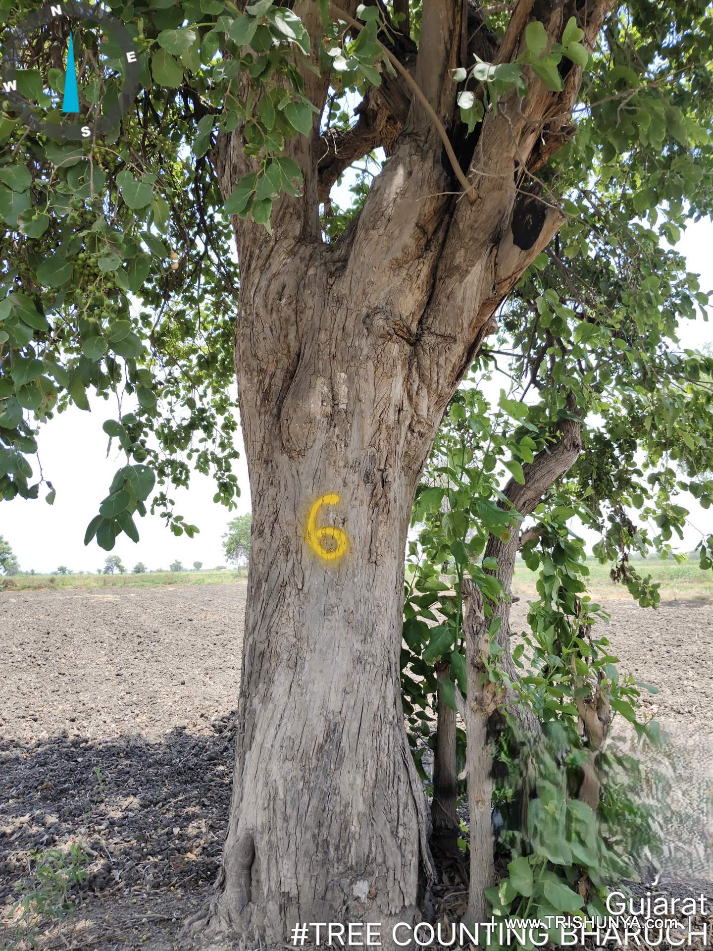 Yellow paint number marking on tree trunk for girth measurement during tree enumeration survey, view 2