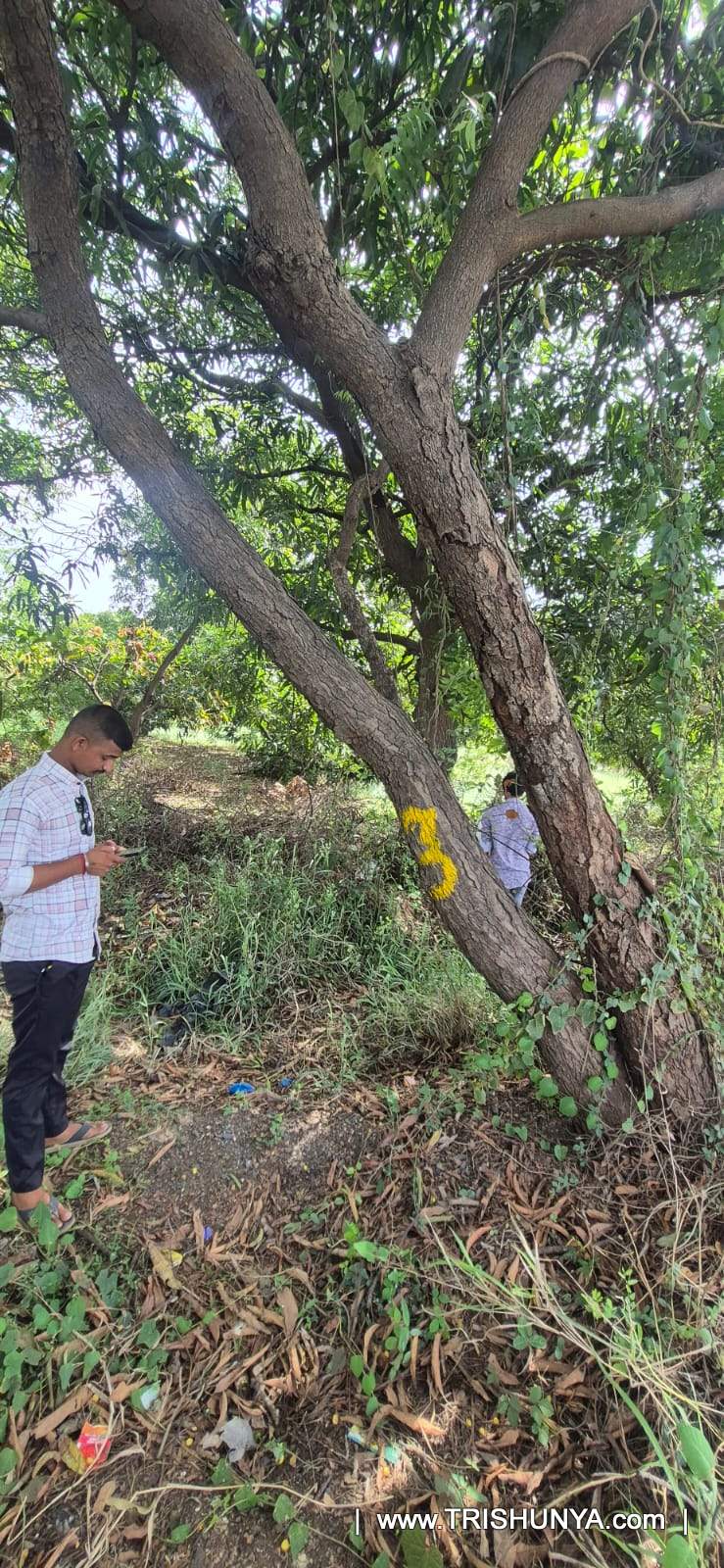 Surveyor capturing geo tagged tree photograph and species details during tree enumeration survey in Gujarat