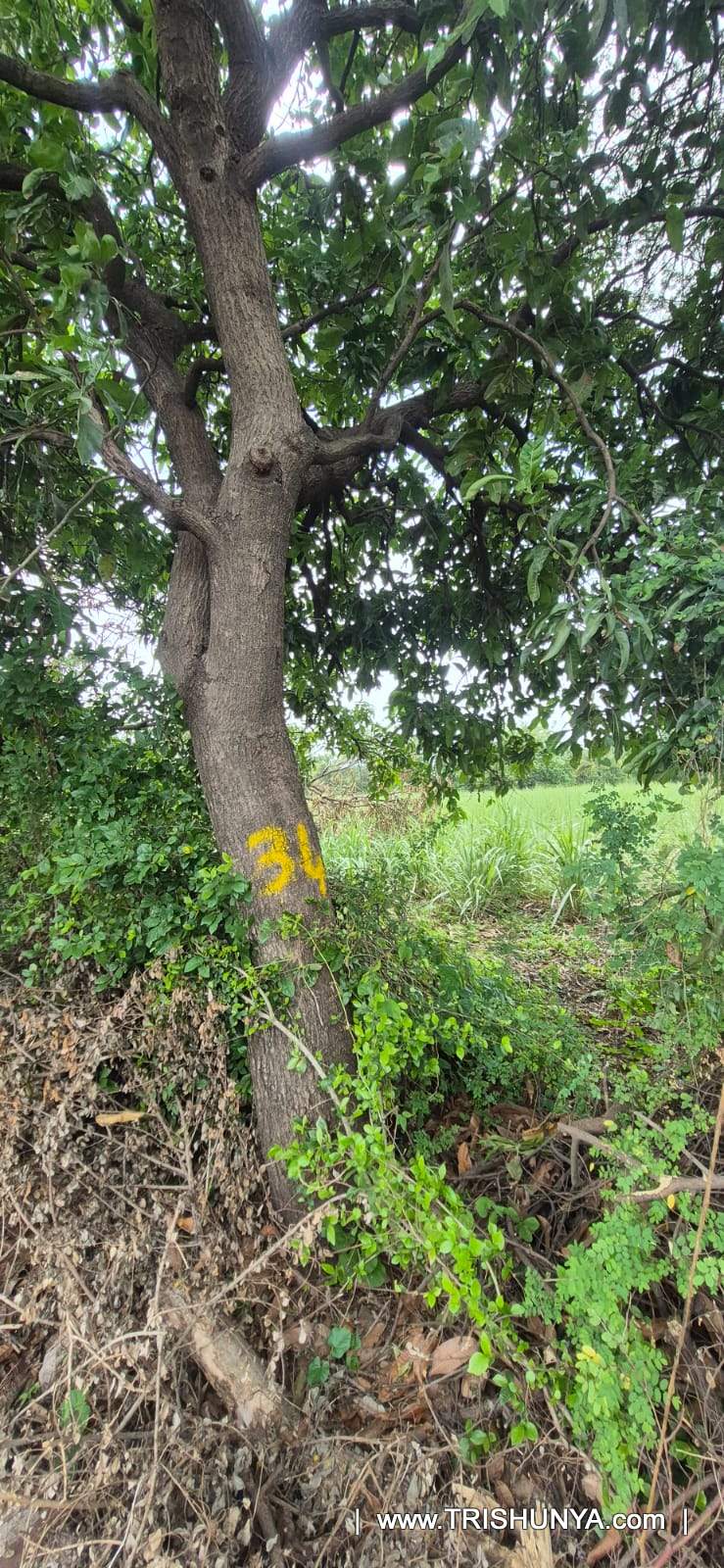 Yellow paint number marking on tree trunk for girth measurement during tree enumeration survey